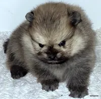 Sailor cream Sable girl, a female Pomeranian for sale in Oscoda, MI – 2 of 7