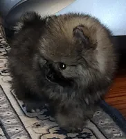 Tonka aw/aw, a male Pomeranian for sale in Oscoda, MI – 4 of 7