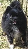 Sailor cream Sable girl, a female Pomeranian for sale in Oscoda, MI – 5 of 7