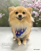 Sage, a female Pomeranian for sale in Oscoda, MI – 5 of 8
