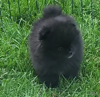 Bear, a male Pomeranian for sale in Oscoda, MI – 2 of 5