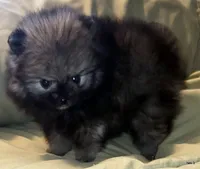 Ty aw/aw, a male Pomeranian for sale in Oscoda, MI – 3 of 7