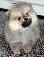 Sailor cream Sable girl, a female Pomeranian for sale in Oscoda, MI – 3 of 8