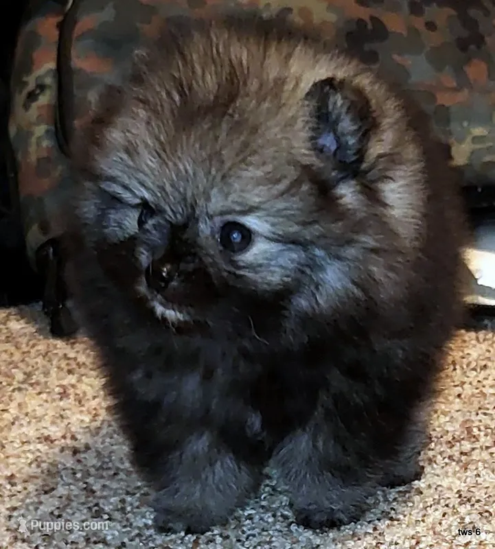 Ty aw/aw – Pomeranian puppy for sale in Oscoda, MI