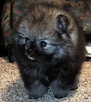 Ty aw/aw, a male Pomeranian for sale in Oscoda, MI – 1 of 7