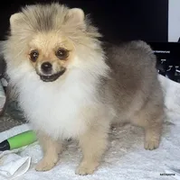 Sailor cream Sable girl, a female Pomeranian for sale in Oscoda, MI – 2 of 9