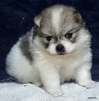 Sangria cream sable parti, a female Pomeranian for sale in Oscoda, MI – 2 of 8