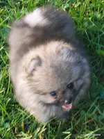 Tonka wolf sable boy aw/aw, a male Pomeranian for sale in Oscoda, MI – 4 of 7