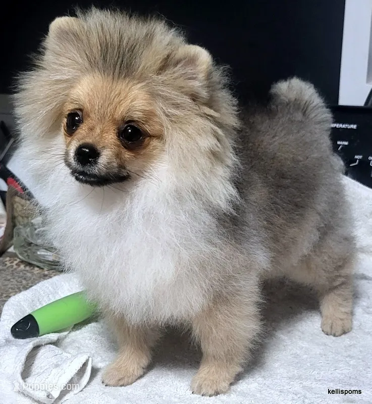 Sailor cream Sable girl – Pomeranian puppy for sale in Oscoda, MI