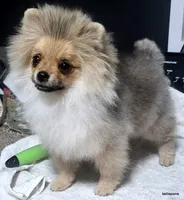 Sailor cream Sable girl, a female Pomeranian for sale in Oscoda, MI – 1 of 9