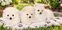 Sage, a female Pomeranian for sale in Oscoda, MI – 7 of 8