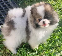 Toto aw/a, a male Pomeranian for sale in Oscoda, MI – 4 of 8