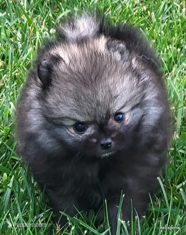 Ty aw/aw – Pomeranian puppy for sale in Oscoda, MI