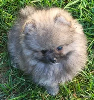Tonka wolf sable boy aw/aw, a male Pomeranian for sale in Oscoda, MI – 3 of 7