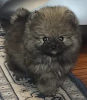 Tonka aw/aw, a male Pomeranian for sale in Oscoda, MI – 3 of 7