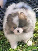Toto aw/a, a male Pomeranian for sale in Oscoda, MI – 3 of 8