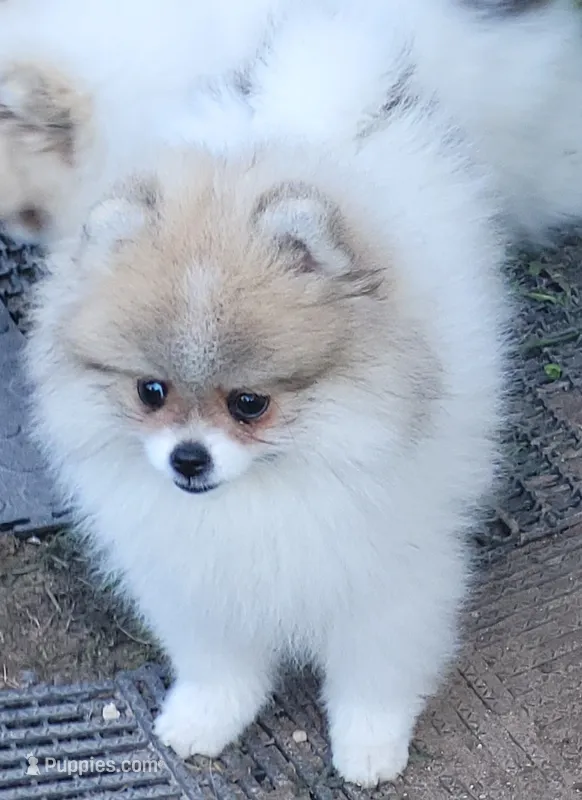 Sangria cream sable parti girl – Pomeranian puppy for sale in Oscoda, MI