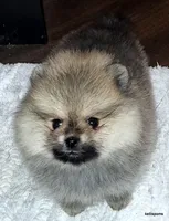 Sailor cream Sable girl, a female Pomeranian for sale in Oscoda, MI – 4 of 8