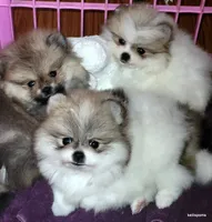 Sangria cream sable parti girl, a female Pomeranian for sale in Oscoda, MI – 9 of 9