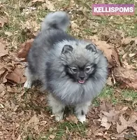 Tonka aw/aw, a male Pomeranian for sale in Oscoda, MI – 6 of 7
