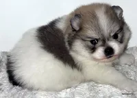 Sangria cream sable parti, a female Pomeranian for sale in Oscoda, MI – 4 of 8