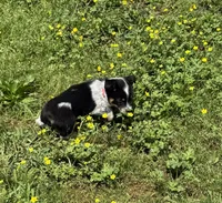 Cowboy Corgi , a male Australian Cattle Dog and Pembroke Welsh Corgi for sale in Cunningham, KY – 3 of 6