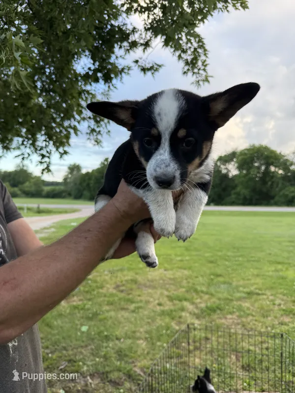 Purple - Cowboy Corgi  – Australian Cattle Dog, Pembroke Welsh Corgi puppy for sale in Cunningham, KY