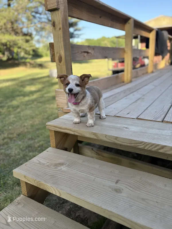 Pink - Cowboy Corgi  – Australian Cattle Dog, Pembroke Welsh Corgi puppy for sale in Cunningham, KY