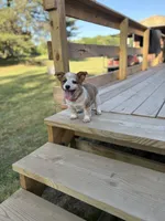 Pink - Cowboy Corgi , a female Australian Cattle Dog and Pembroke Welsh Corgi for sale in Cunningham, KY – 1 of 2