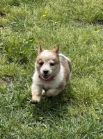 Cowboy Corgi , a male Australian Cattle Dog and Pembroke Welsh Corgi for sale in Cunningham, KY – 5 of 6