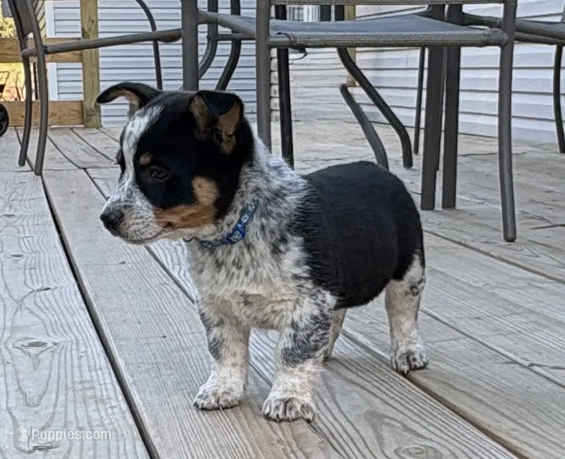 Blue - Cowboy Corgi  – Australian Cattle Dog, Pembroke Welsh Corgi puppy for sale in Cunningham, KY