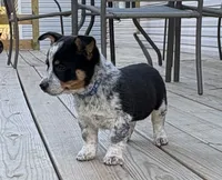 Blue - Cowboy Corgi , a male Australian Cattle Dog and Pembroke Welsh Corgi for sale in Cunningham, KY – 1 of 1
