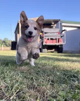 Pink - Cowboy Corgi , a female Australian Cattle Dog and Pembroke Welsh Corgi for sale in Cunningham, KY – 2 of 2