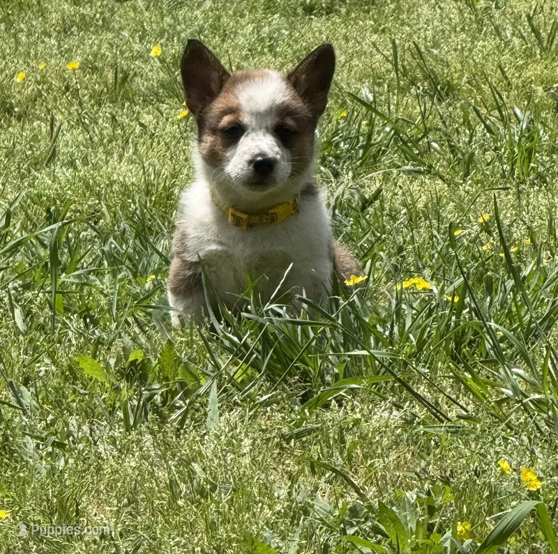 Cowboy Corgi  – Australian Cattle Dog, Pembroke Welsh Corgi puppy for sale in Cunningham, KY