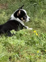 Cowboy Corgi , a male Australian Cattle Dog and Pembroke Welsh Corgi for sale in Cunningham, KY – 6 of 6