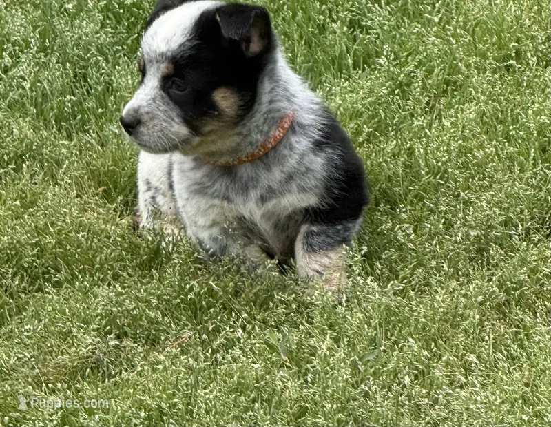 Cowboy Corgi  – Australian Cattle Dog, Pembroke Welsh Corgi puppy for sale in Cunningham, KY