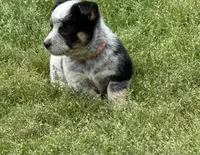 Cowboy Corgi , a male Australian Cattle Dog and Pembroke Welsh Corgi for sale in Cunningham, KY – 1 of 6