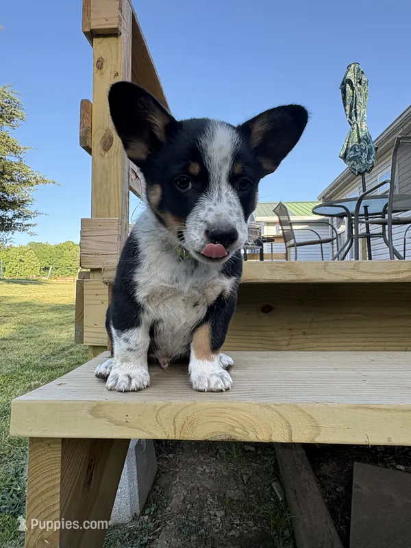 Green - Cowboy Corgi  – Australian Cattle Dog, Pembroke Welsh Corgi puppy for sale in Cunningham, KY