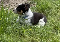 Cowboy Corgi , a male Australian Cattle Dog and Pembroke Welsh Corgi for sale in Cunningham, KY – 2 of 6