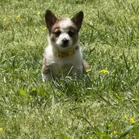 Cowboy Corgi , a male Australian Cattle Dog and Pembroke Welsh Corgi for sale in Cunningham, KY – 4 of 6