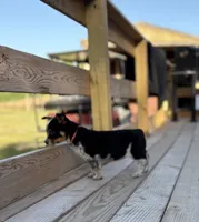 Red - Cowboy Corgi , a female Australian Cattle Dog and Pembroke Welsh Corgi for sale in Cunningham, KY – 1 of 3