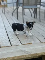 Red - Cowboy Corgi , a female Australian Cattle Dog and Pembroke Welsh Corgi for sale in Cunningham, KY – 2 of 3