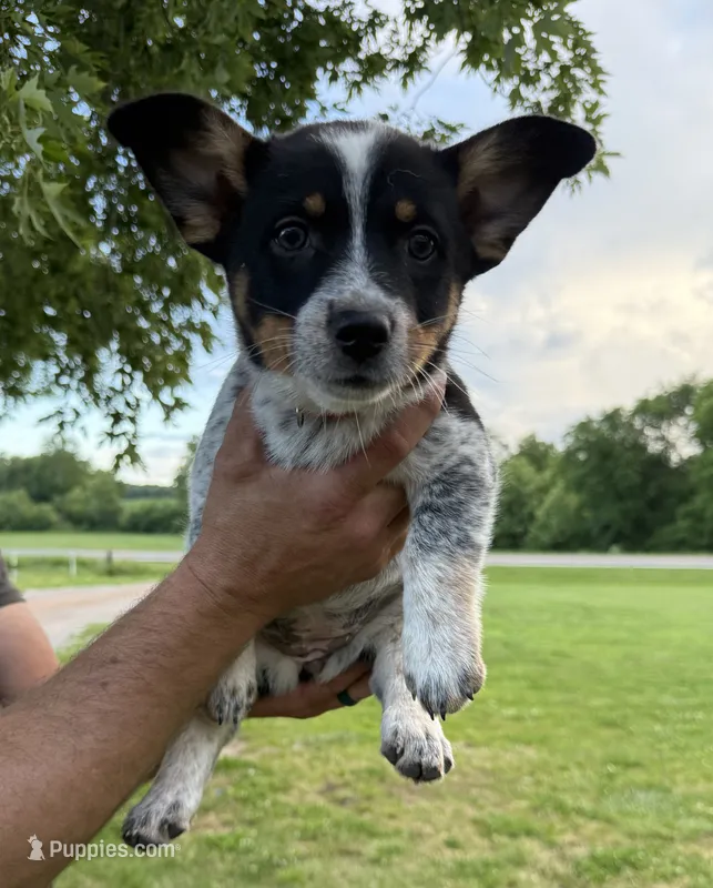 Red - Cowboy Corgi  – Australian Cattle Dog, Pembroke Welsh Corgi puppy for sale in Cunningham, KY