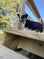 Purple - Cowboy Corgi , a female Australian Cattle Dog and Pembroke Welsh Corgi for sale in Cunningham, KY – 1 of 1