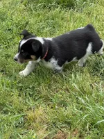 Cowboy Corgi , a female Australian Cattle Dog and Pembroke Welsh Corgi for sale in Cunningham, KY – 1 of 1
