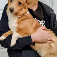 Sara, a female Pembroke Welsh Corgi for sale in South Tucson, AZ – Photo 2 of 2