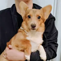 Sara, a female Pembroke Welsh Corgi for sale in South Tucson, AZ – Photo 1 of 2