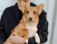 Sara, a female Pembroke Welsh Corgi for sale in South Tucson, AZ – Photo 1 of 2