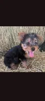 Mike, a male Yorkshire Terrier for sale in South Tucson, AZ – 2 of 2