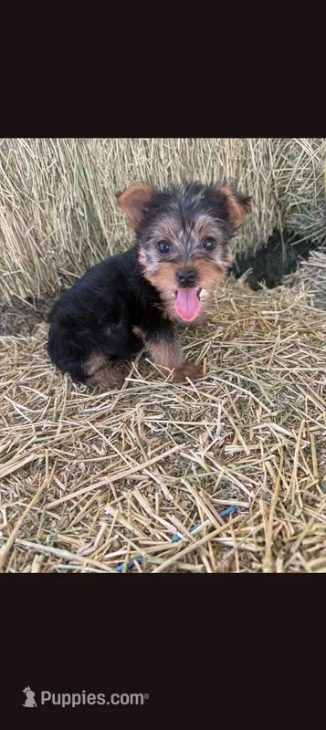Mike – Yorkshire Terrier puppy for sale in South Tucson, AZ